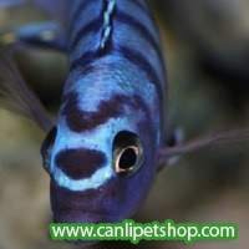 elongatus "Ornatus" 1 Ad
