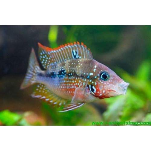 Thorichthys ellioti ciklet 1 Adet 6-8 Cm