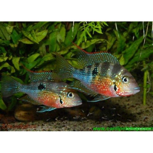 Thorichthys ellioti ciklet 1 Adet 6-8 Cm