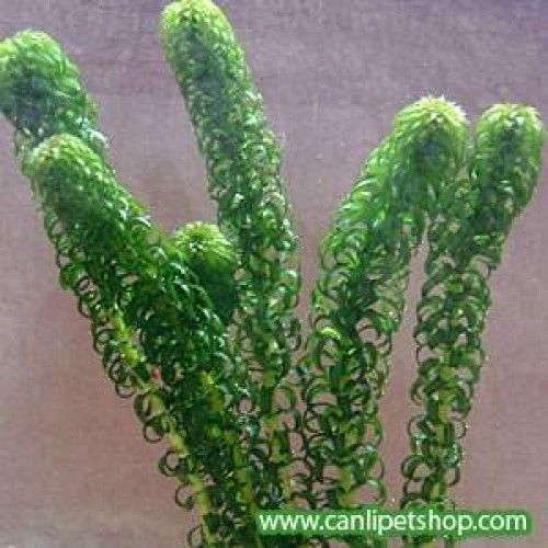 Elodea Kıvırcık (Major) 5 kök