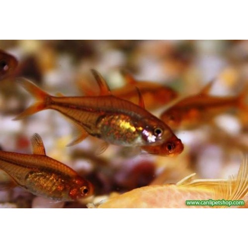 Tetra Ember Sürü Balığı 5 Ad 1,5 - 2 Cm