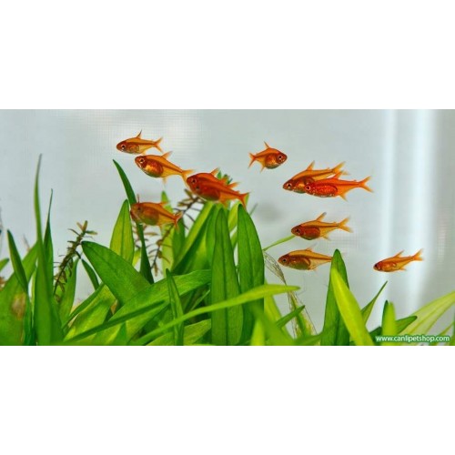 Tetra Ember Sürü Balığı 5 Ad 1,5 - 2 Cm