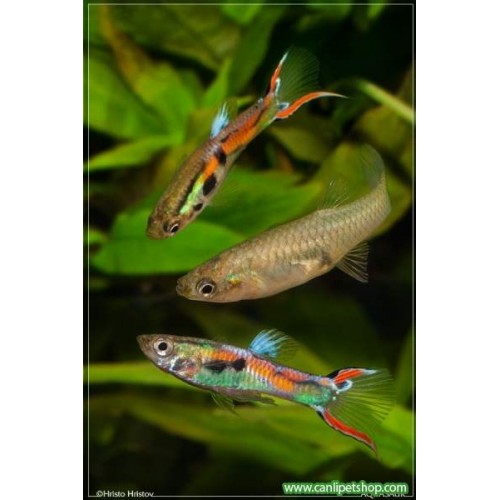 Endler Lepistes Trio 3 Adet 2-3 Cm 1 Erkek 2 Dişi