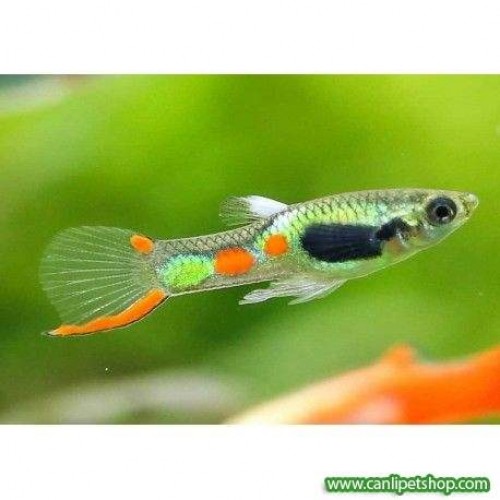 Endler Erkek 1 Adet 2-2,5 Cm