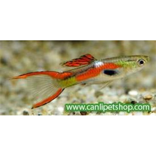 Endler 10 Adet Dişi-Erkek 2-2,5 Cm 