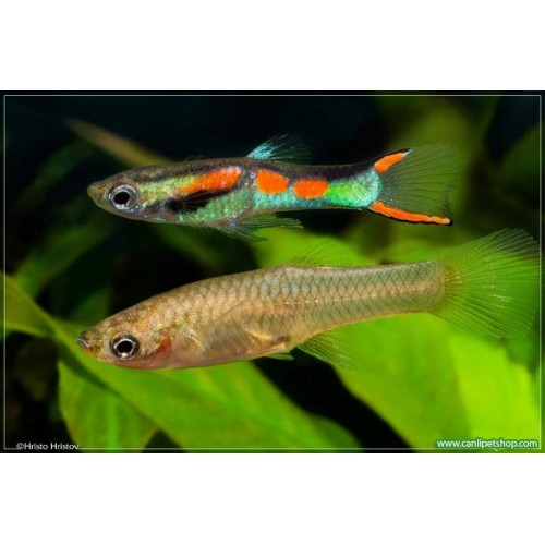 Endler Lepistes Trio 3 Adet 2-3 Cm 1 Erkek 2 Dişi