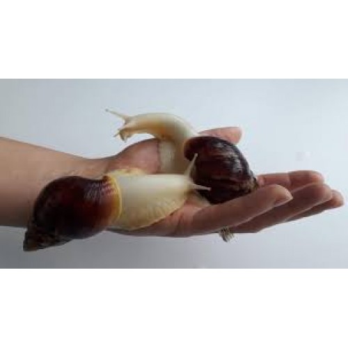 Dev Afrika Salyangozu ( Fulica ) 1 Adet yumurta buyuklugu