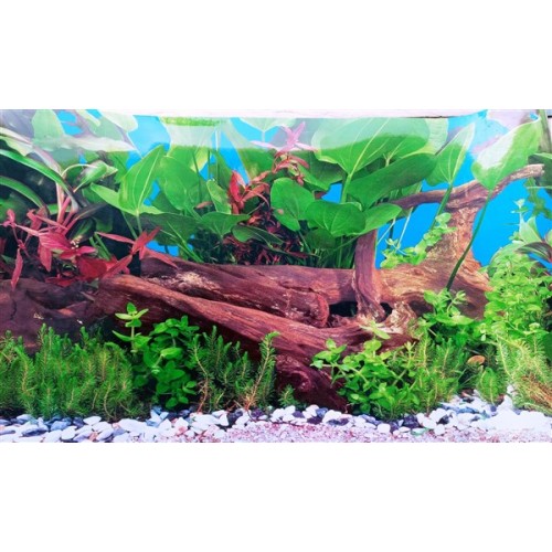 Arka Fon (Mango Kökü) 50 cm Uzunluk Yükseklik 40 Cm NO 9059