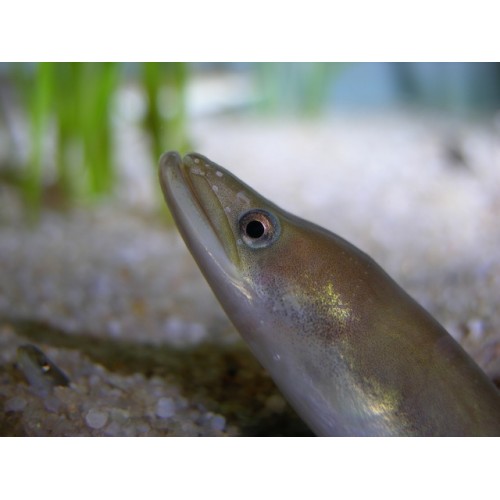 Evcil Balık European Eel 15-25 Cm 1 Adet Tüm balıklar ile uyumlu !! Canlı Garantili Gönderililr