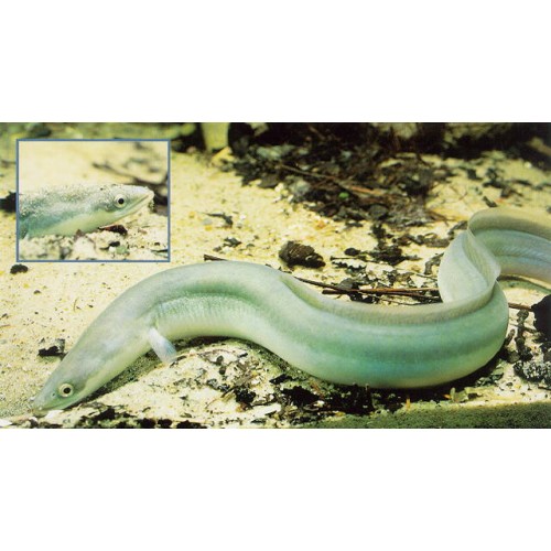 Evcil Balık European Eel 15-25 Cm 1 Adet Tüm balıklar ile uyumlu !! Canlı Garantili Gönderililr