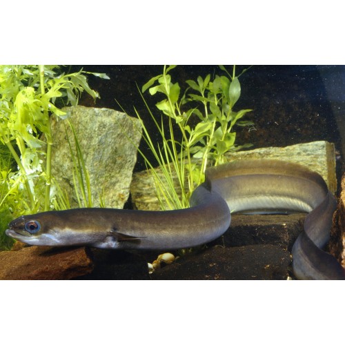 ...Evcil Balık European Eel 15-25 Cm 2 Adet 1 Erkek 1 Dişi Tüm balıklar ile uyumlu Canlı Garantili Gönderililr