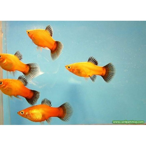 Plati Fantom 10 Adet 3-4 Cm 
