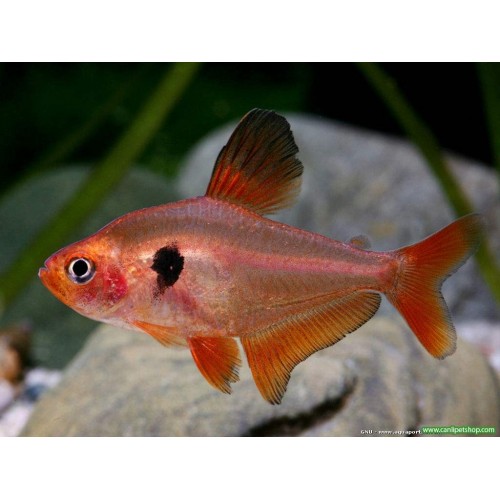 Tetra Fantom 1 Ad 3-4 Cm