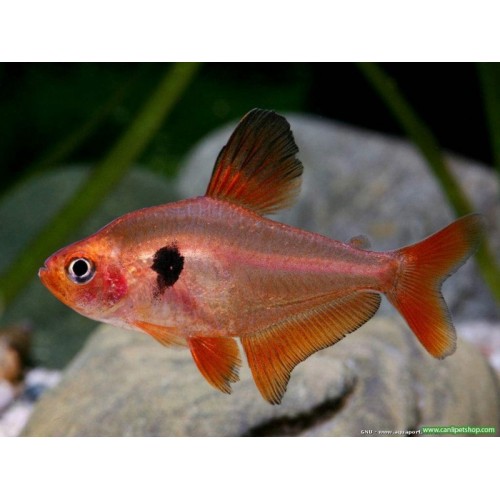 Tetra Serpae 1 Ad 2-4 Cm