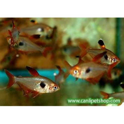 Tetra Serpae 1 Ad 2-4 Cm