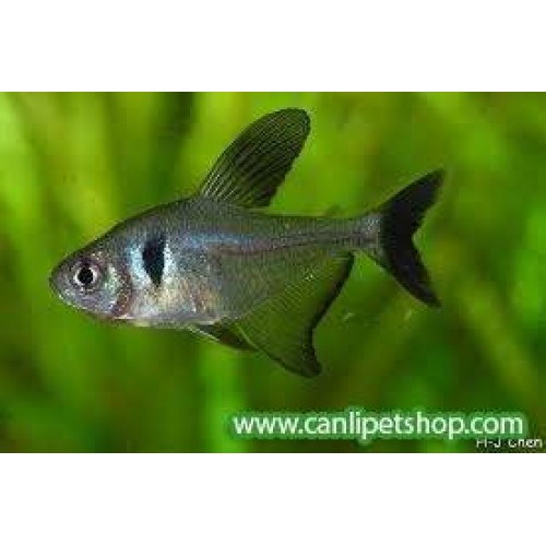 Tetra Black Fantom 5 Ad 3-4 Cm (2 Erkek + 3 Dişi) 