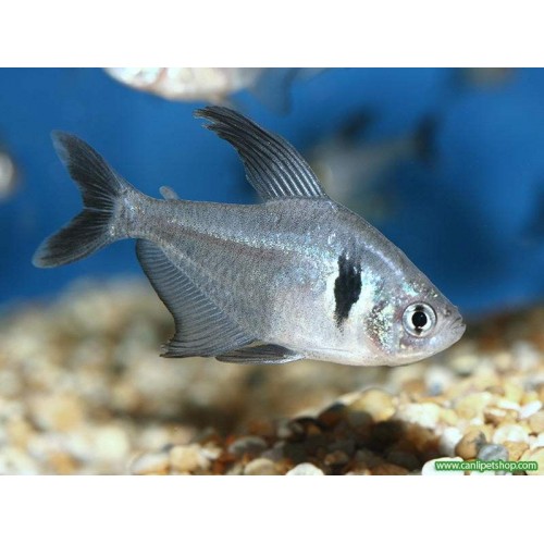 Tetra Fantom 1 Ad 3-4 Cm
