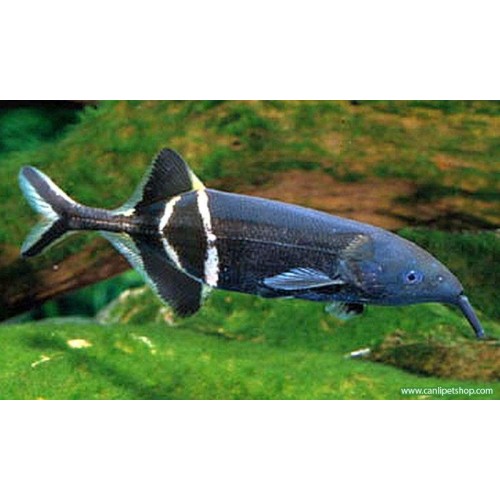 SİPARİŞ Fil Balığı 8-12 Cm 1 adet