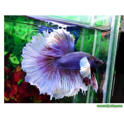 Beta Fil Kulağı 4-5 Cm (1 Erkek 1 Dişi) Çift 