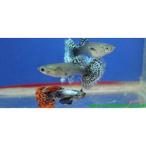 Lepistes Fil Kulagı Mozaik 1 Ad Dişi 3-4 cm