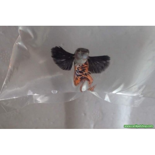 Lepistes Fil Kulagı Mozaik 3-4 Cm 3 Adet TRİO 1 Erkek 2 DİŞİ Yetişkin 