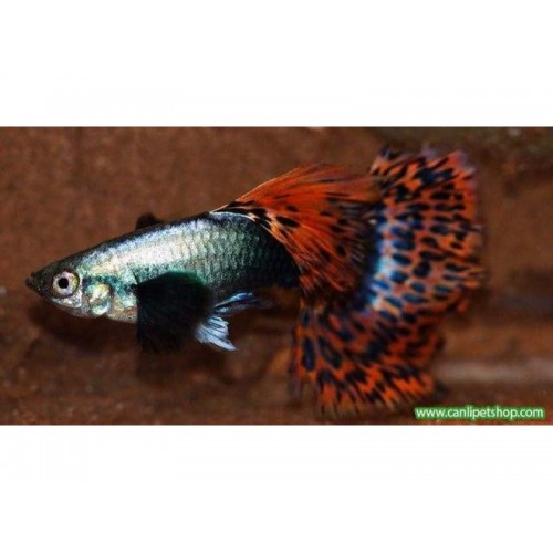 Lepistes  red dragon 1 Ad Dişi 3-4 Cm