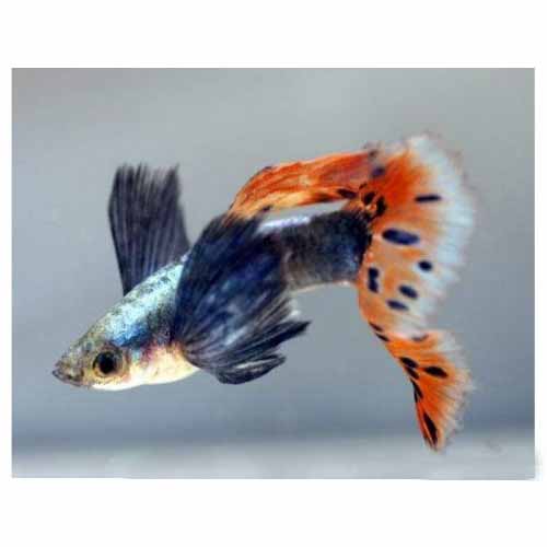 Lepistes Fil Kulagı Kırmızı Kuyruk (Red Tail Elephand Ear) 5 Ad 0,5-1 Cm