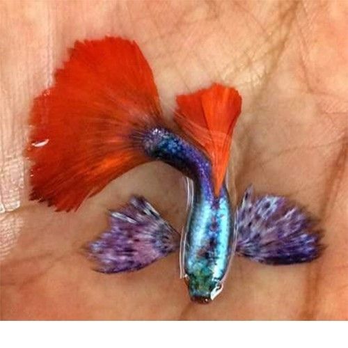 Lepistes Fil Kulagı Kırmızı Kuyruk (Red Tail Elephand Ear) 10 Adet  0,5-1 cm 