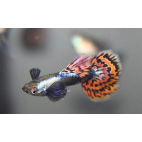 Lepistes Fil Kulagı Kırmızı Kuyruk (Red Tail Elephand Ear) 5 Ad 0,5-1 Cm