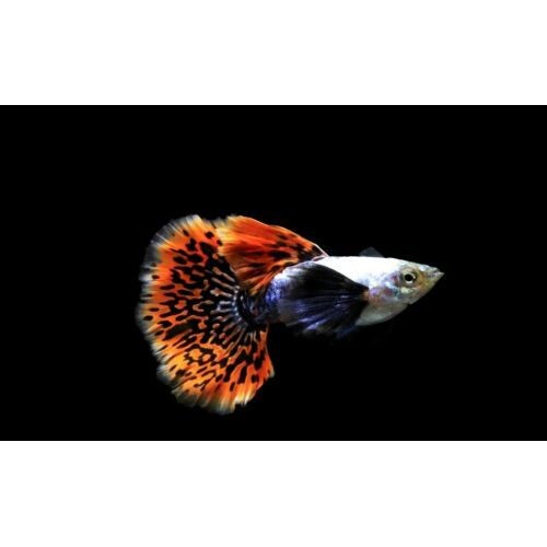 Lepistes Fil Kulagı Kırmızı Kuyruk (Red Tail Elephand Ear) 3-4 Cm 3 Adet TRİO 1 Erkek 2 Dişi Yetişkin
