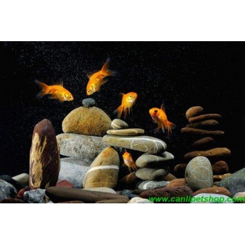 Dekoratif Nehir Taşı ( 7x10 Cm )