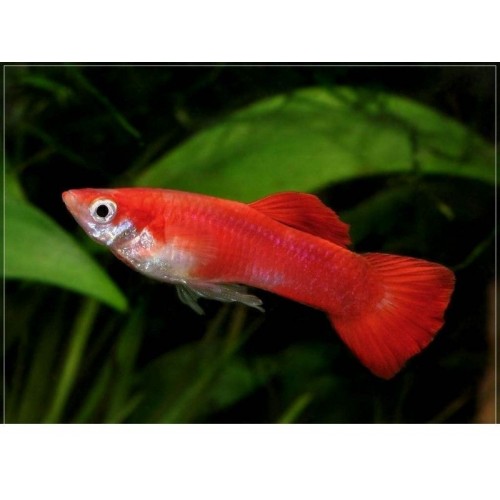 Lepistes Flamingo 10 Adet 0,5-1 Cm
