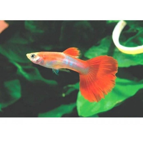 Lepistes Flamingo Erkek 1 Adet 3-4 Cm