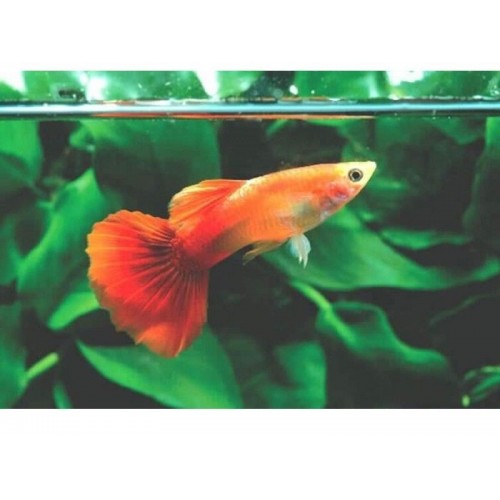 Lepistes Flamingo 10 Adet 0,5-1 Cm