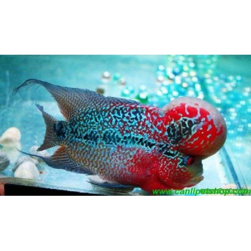 Flower Horn Ciklet 1 Ad Red Dragon 25-30 Cm