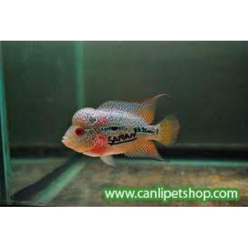 Flower Horn Ciklet 1 Ad Red Dragon 25-30 Cm  1 ÇİFT