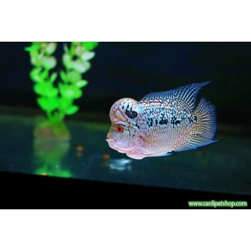 Flower Horn Ciklet 1 Ad Red Dragon 12-13 Cm DİŞİ A Kalite Videolu