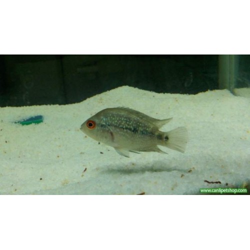 Flower Horn Ciklet 1 Ad Red Dragon 12-15 Cm İyi Kalite Kaçirma