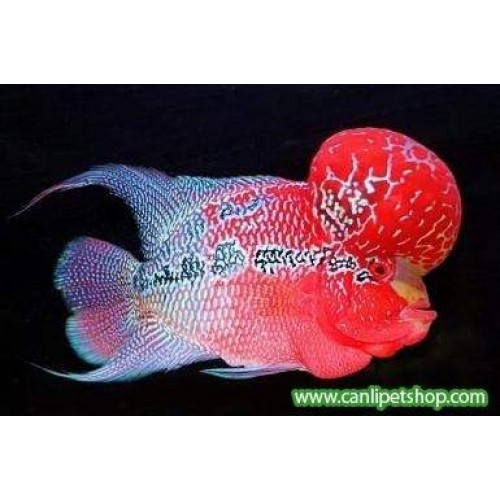 Flower Horn Ciklet 1 Ad Red Dragon 5-7 Cm
