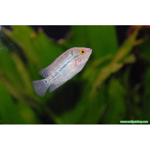 .Flower Horn Ciklet 1 Ad Red Dragon 7-8 Cm