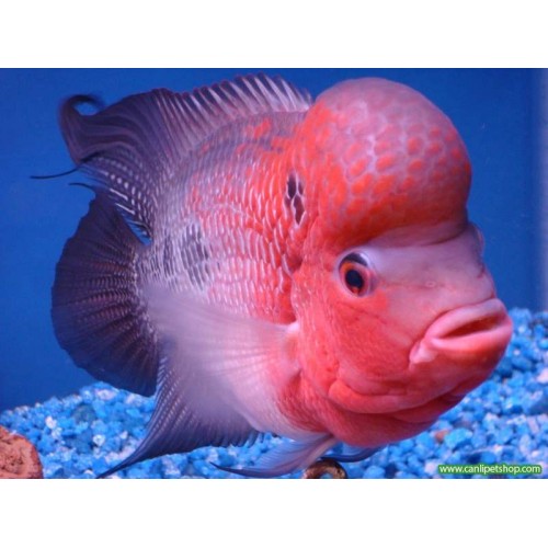 Flower Horn Ciklet 1 Ad Red Dragon 25-30 Cm