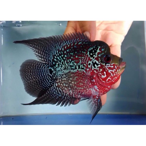 .Flower Horn Ciklet short body red dragon Evcil Balık 2 Ad 6-8 Cm