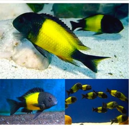Tropheus Duboisi Maswa Ciklet 1 adet 8-10 Cm