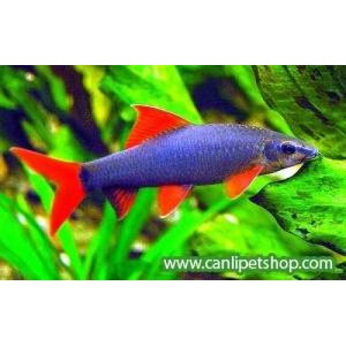 Frenatus 1 Ad 5-6 Cm Çöpçü Balıgı Ve Yosun Yer