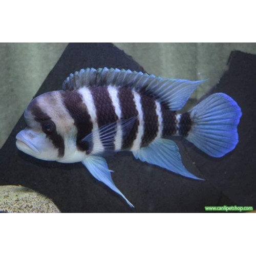 Frontoza Kigoma Ciklet 1 Adet 3-4 Cm