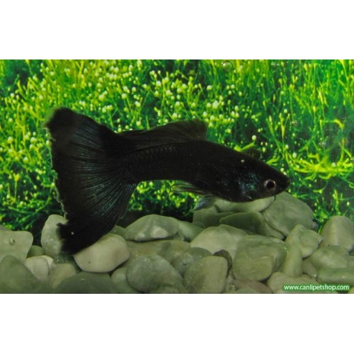 Lepistes Full Black Erkek 1 Adet 2-3 Cm 