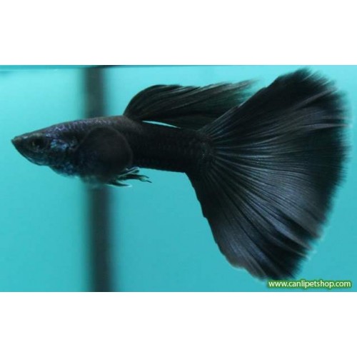 Lepistes Full Black Erkek 1 Adet 2-3 Cm 
