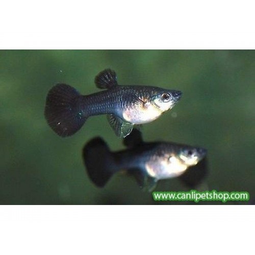 Lepistes Full Black Dişi 1 Ad 2-3 Cm
