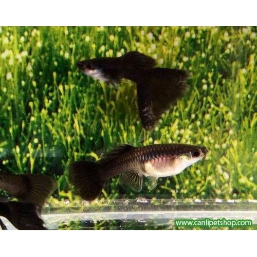Lepistes Full Black Dişi 1 Ad 2-3 Cm