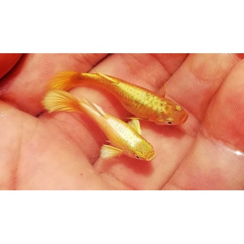 Lepistes Full Gold 1 Ad Erkek 4 Cm 